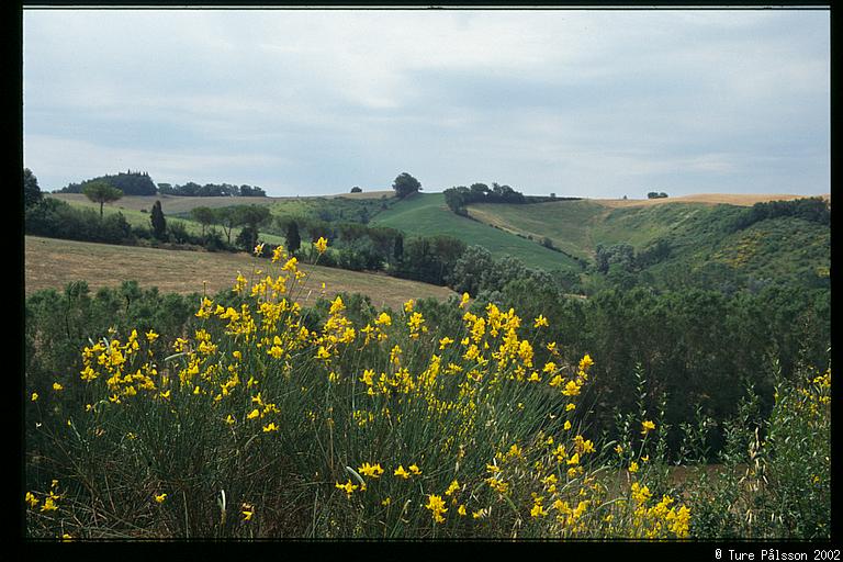 More flowers and fields