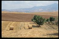 Fields, Val d'Orcia