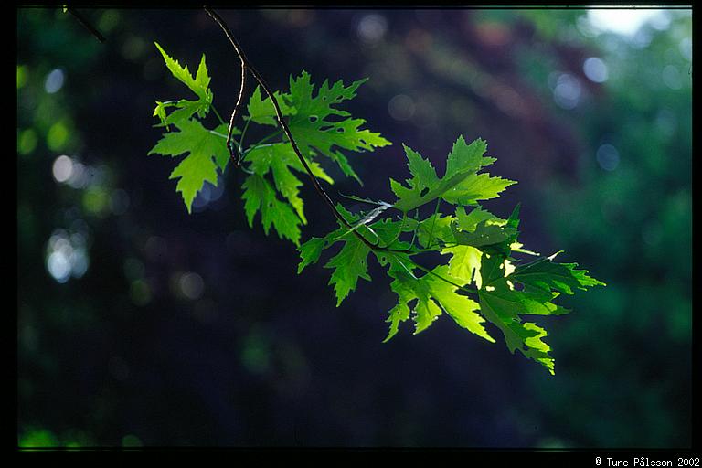 Leaves, Trädgårdsföreningen