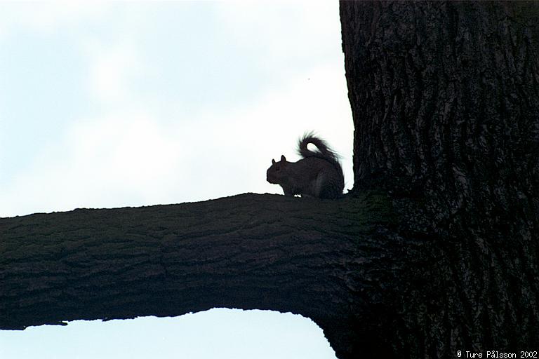 Squirrel, Hyde Park