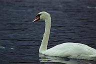 Swan, the Serpentine