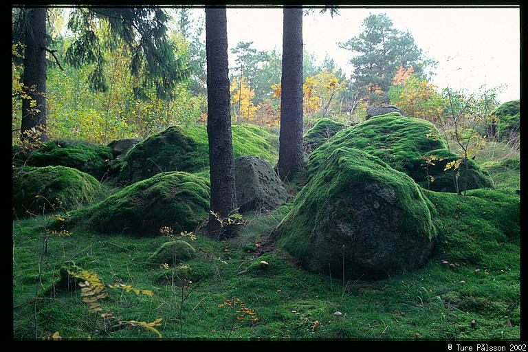 Forest, Tinnerö