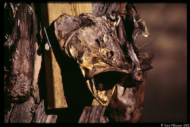 Fish head, nailed to a tree