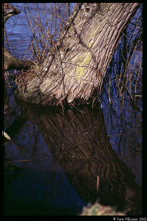 Tree trunk reflected in water