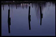 Wooden poles, reflected in the water