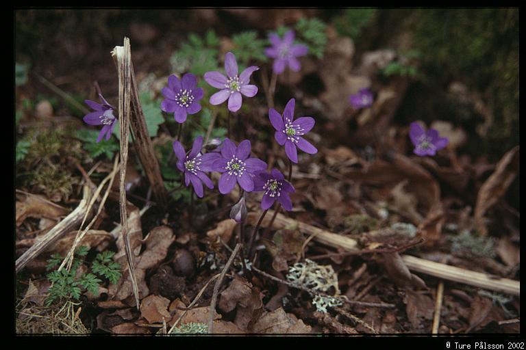 Blue flowers, nature reserve, Sturefors