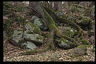 Tree roots on rocks, nature reserve, Sturefors