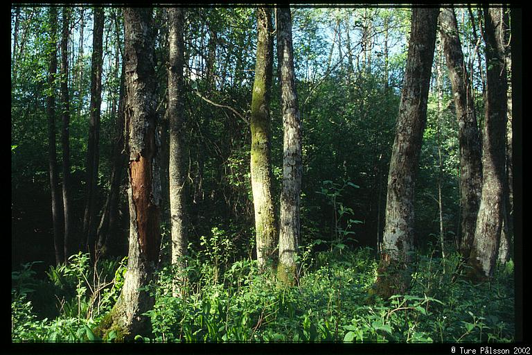 Tree trunks at the bottom of the ravine, Stjärnorp