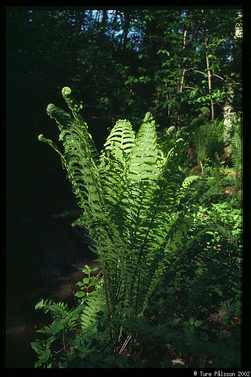 Ferns, Stjärnorp