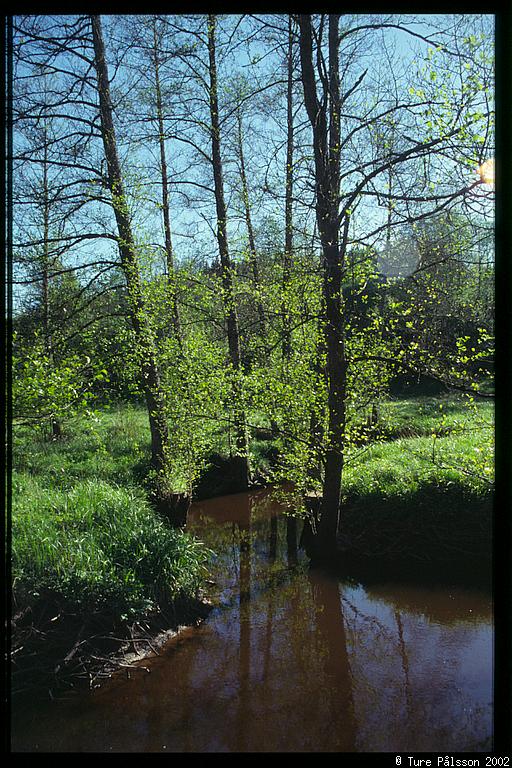 The stream, Stjärnorp