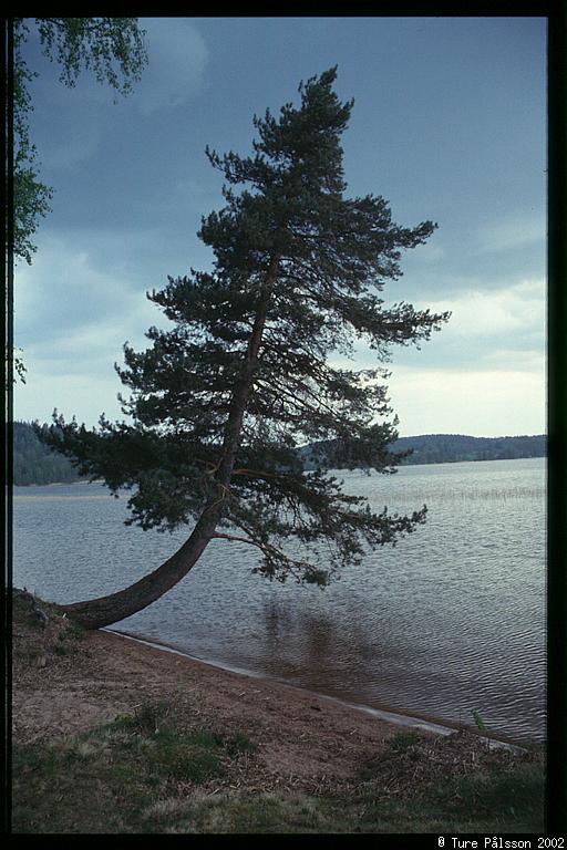 Lone pine, Järnlunden