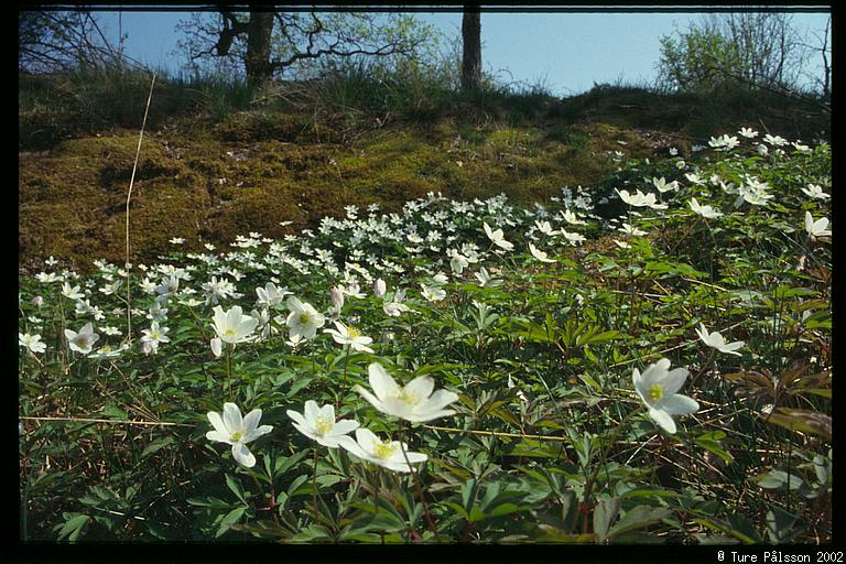 (Anemone nemorosa), Tinnerö