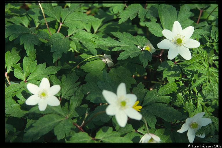 (Anemone nemorosa), Tinnerö