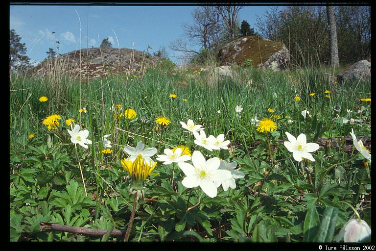 (Anemone nemorosa, Taraxacum vulgare), Tinnerö