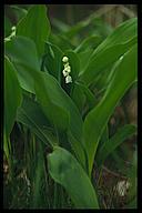 (Convallaria majalis)