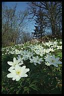 (Anemone nemorosa), Tinnerö