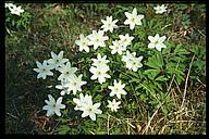 (Anemone nemorosa), Tinnerö