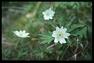 (Anemone nemorosa), Tinnerö