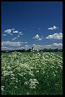 Rystad church, white flowers (Anthriscus silvestris, Hundkäx?) in foreground