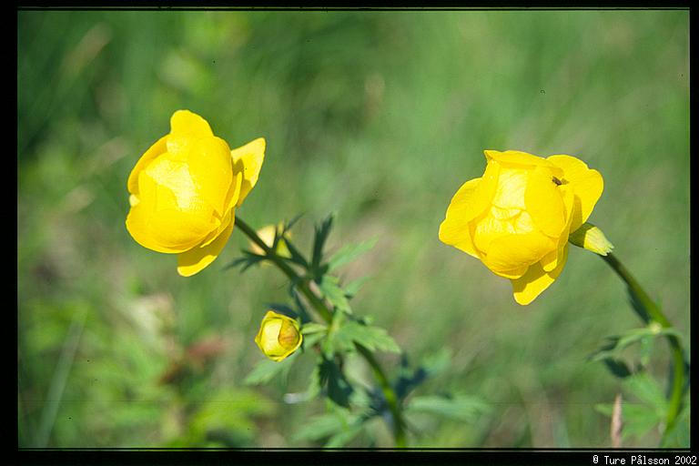 Smörboll, Globeflower (Trollius europaeus), Tinnerö