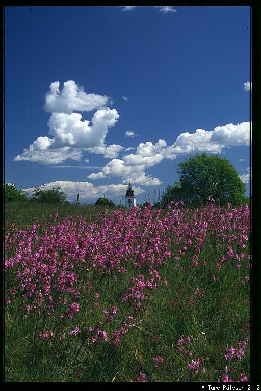 Rystad church, red flowers in foreground