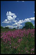 Rystad church, red flowers in foreground