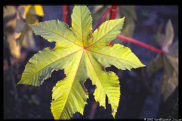 Ricin leaf, herbal garden, Gamla Linköping