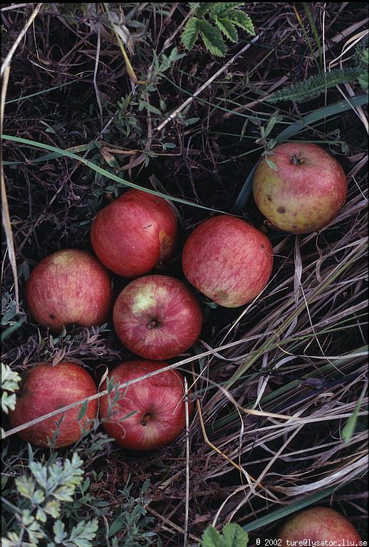 Fallen apples