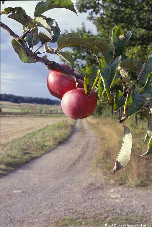 Apples @ f/22