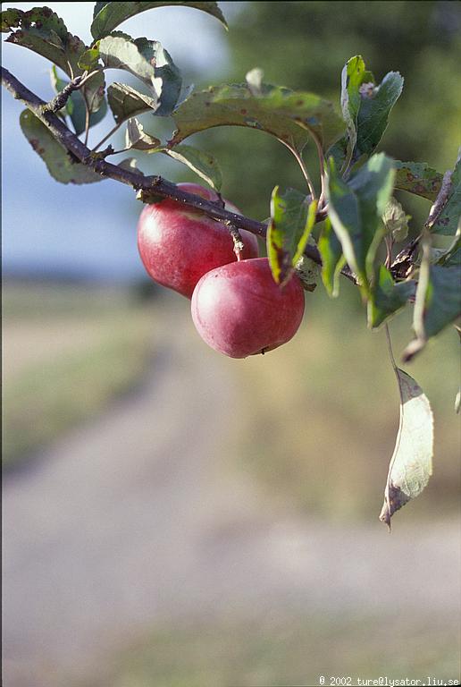 Apples @ f/1.8