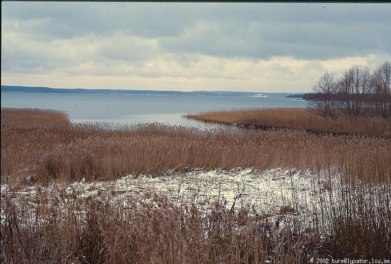 Lake Roxen shore at Stångån