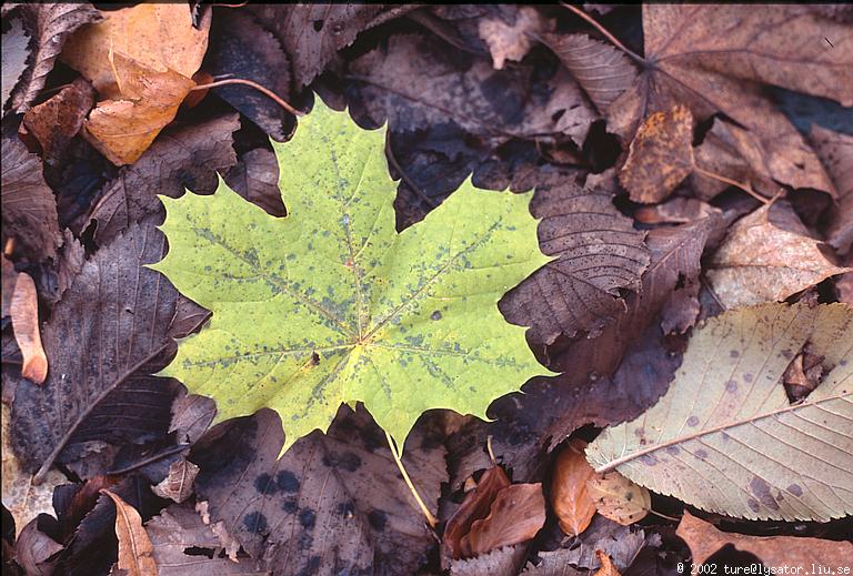 Green maple leaf on ground