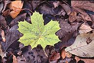 Green maple leaf on ground