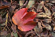 Red leaf on ground