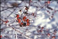 Frozen berries