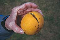 Fallen orange, Paralimni