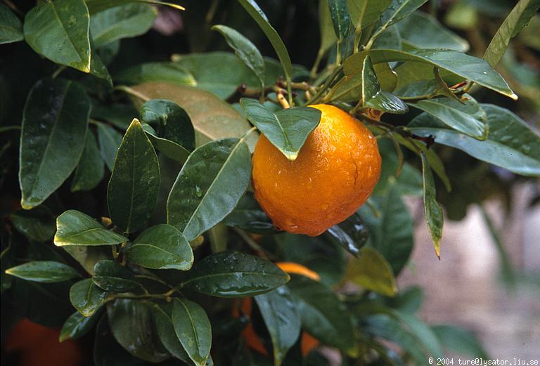 Orange, Lefkara